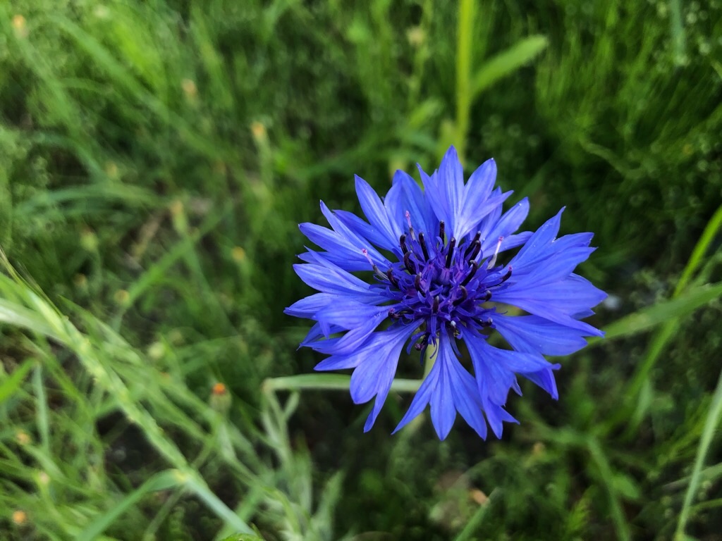f:id:inagon175:20200511203624j:image f:id:inagon175:20200511203624j:image