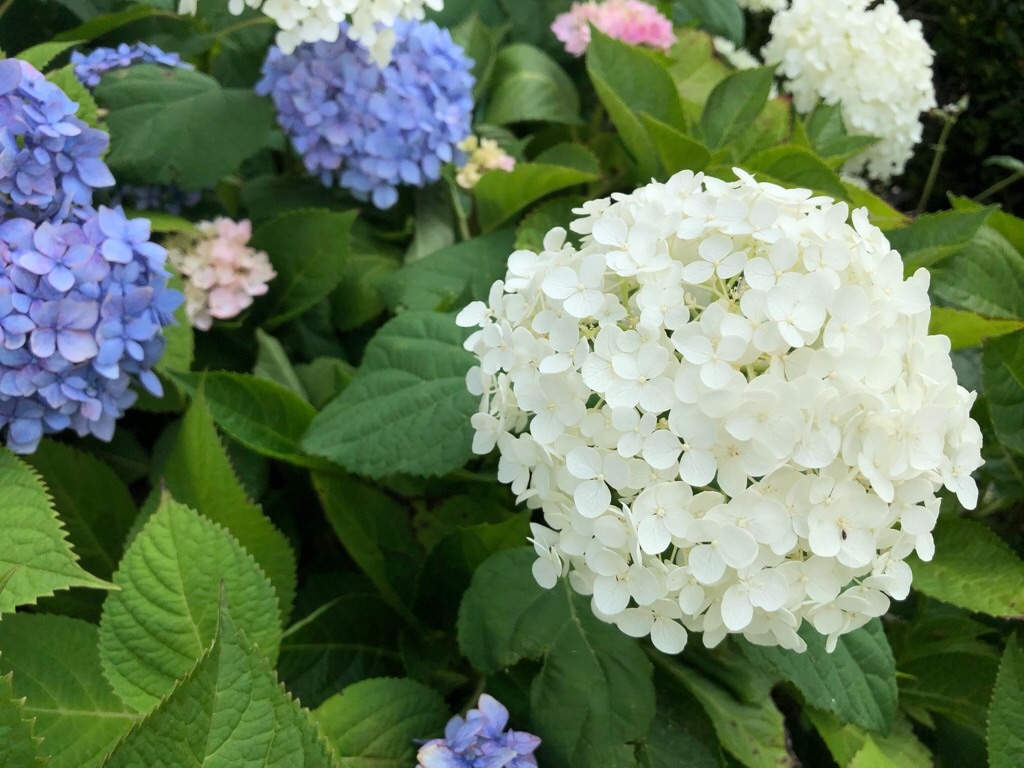 f:id:inagon175:20200615231853j:image