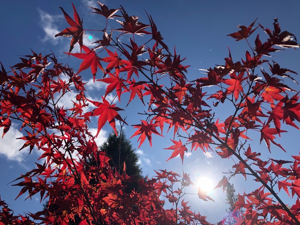 f:id:inagon175:20201104192528j:image