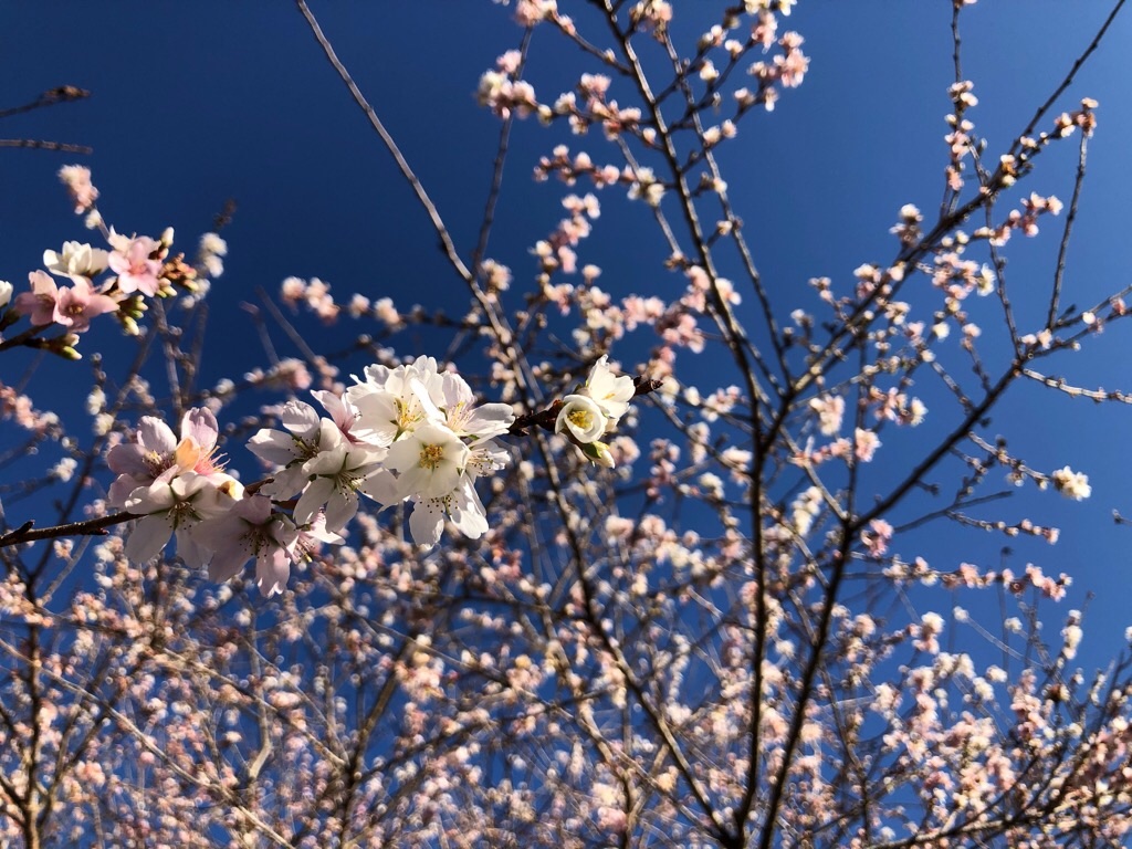 f:id:inagon175:20201130190340j:image f:id:inagon175:20201130190340j:image