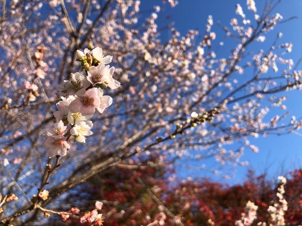 f:id:inagon175:20201130190350j:image f:id:inagon175:20201130190350j:image