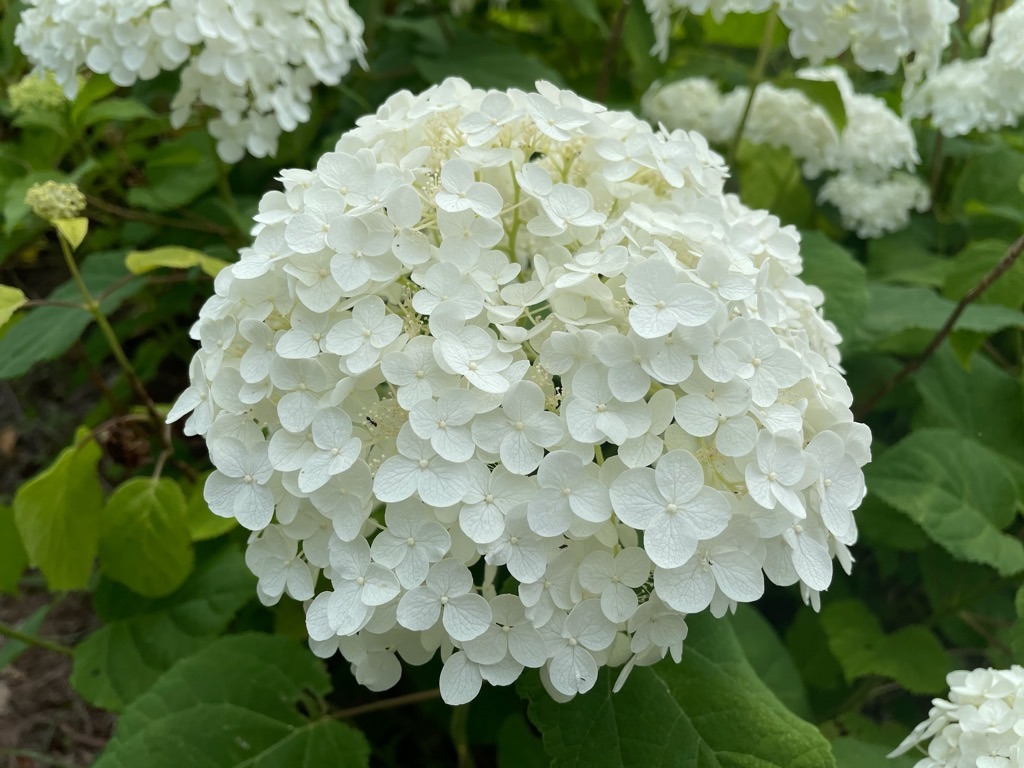 f:id:inagon175:20210612213513j:image