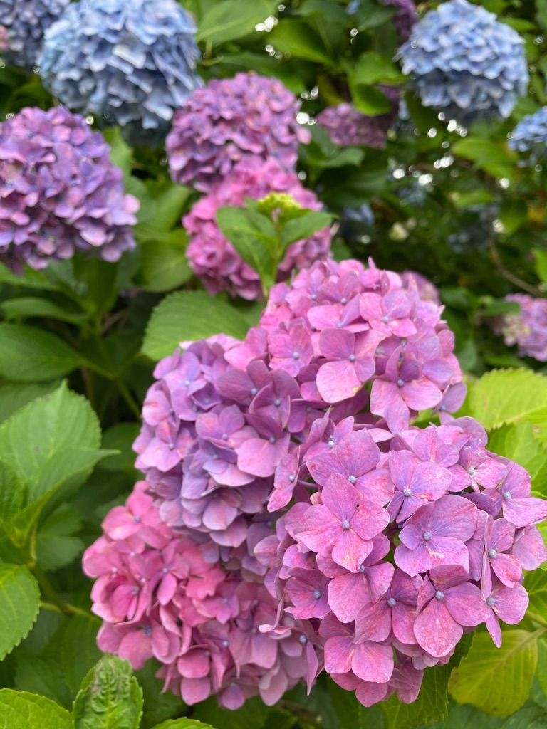 f:id:inagon175:20210612213629j:image