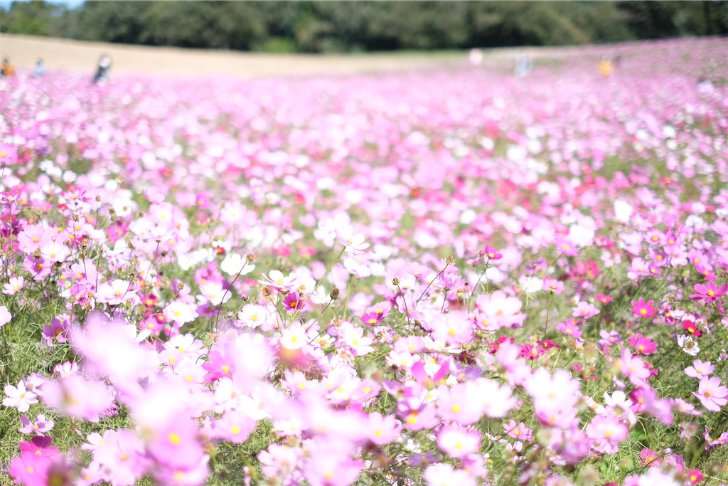 f:id:inagon175:20211029155002j:image