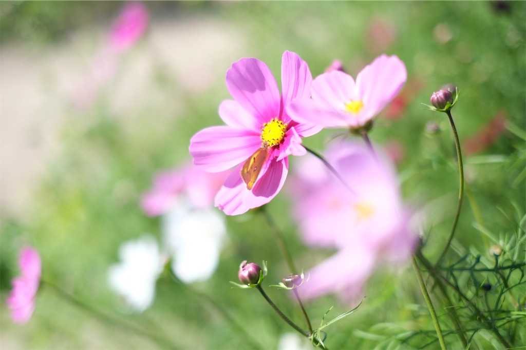 f:id:inagon175:20211029155007j:image