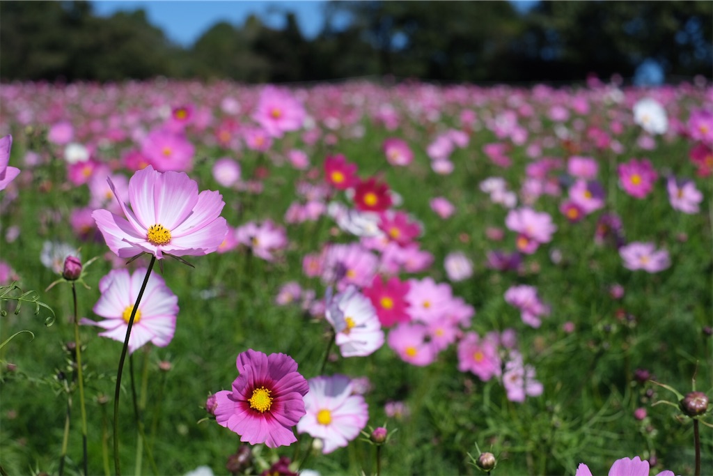f:id:inagon175:20211029155018j:image