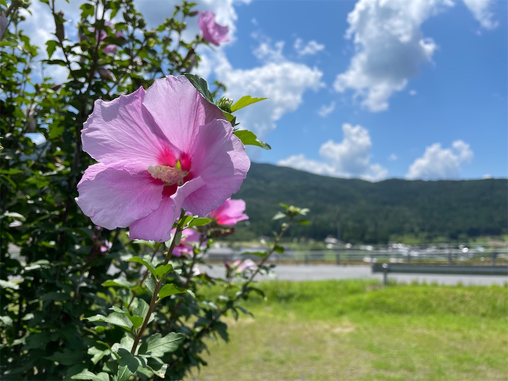 f:id:inagon175:20230722234903j:image