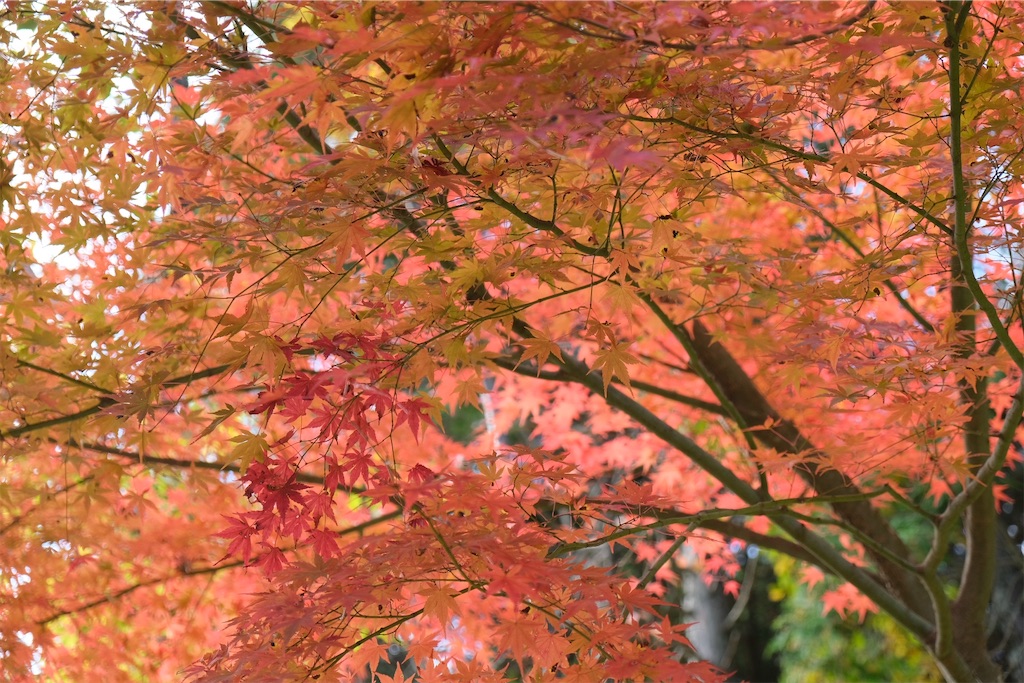 f:id:inagon175:20231121223458j:image