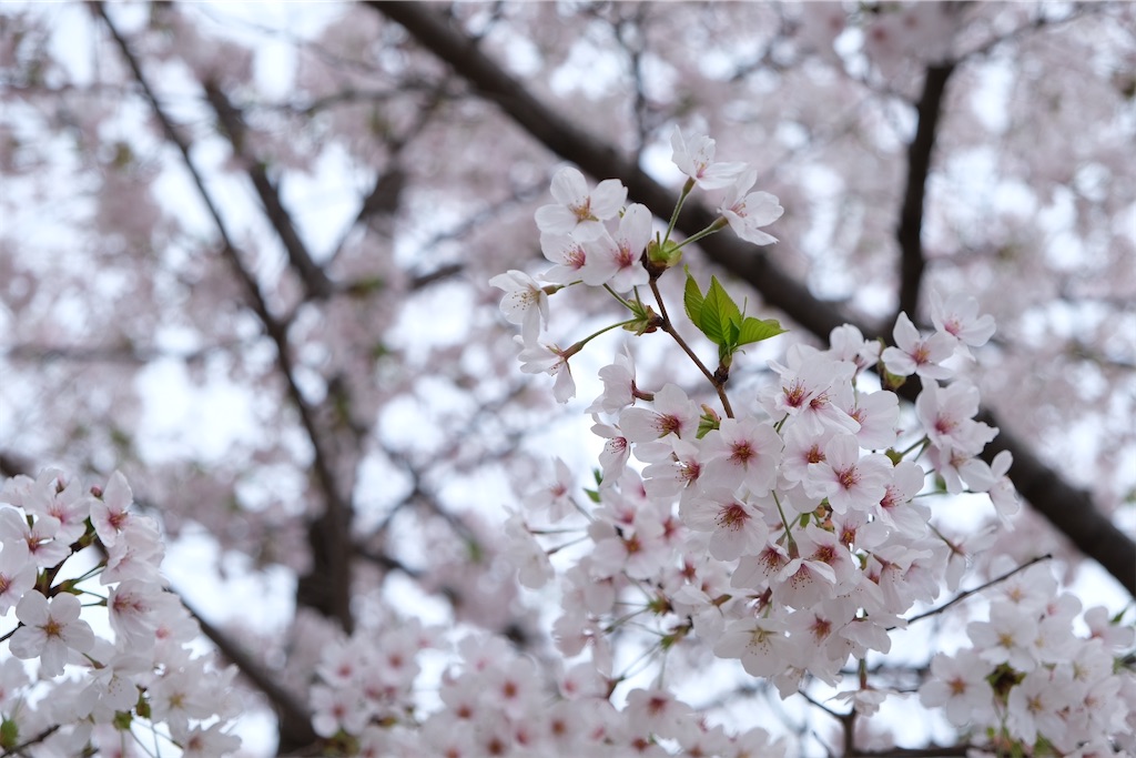 f:id:inagon175:20240414152957j:image