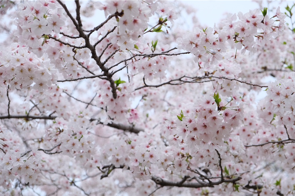 f:id:inagon175:20240414153003j:image