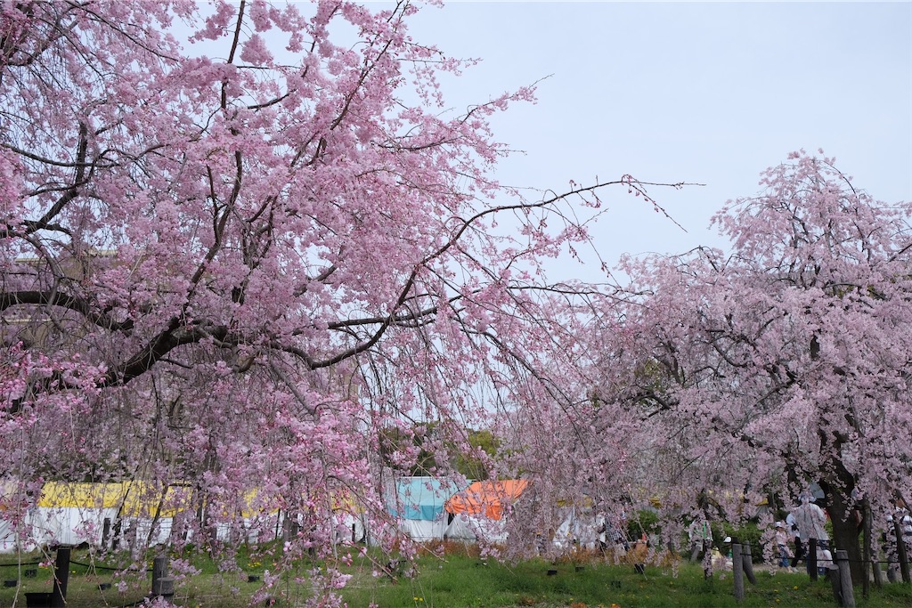 f:id:inagon175:20240414153610j:image