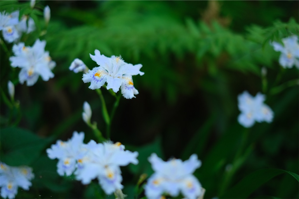 f:id:inagon175:20240512202911j:image