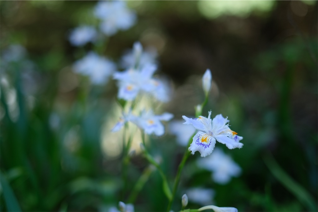 f:id:inagon175:20240512202950j:image
