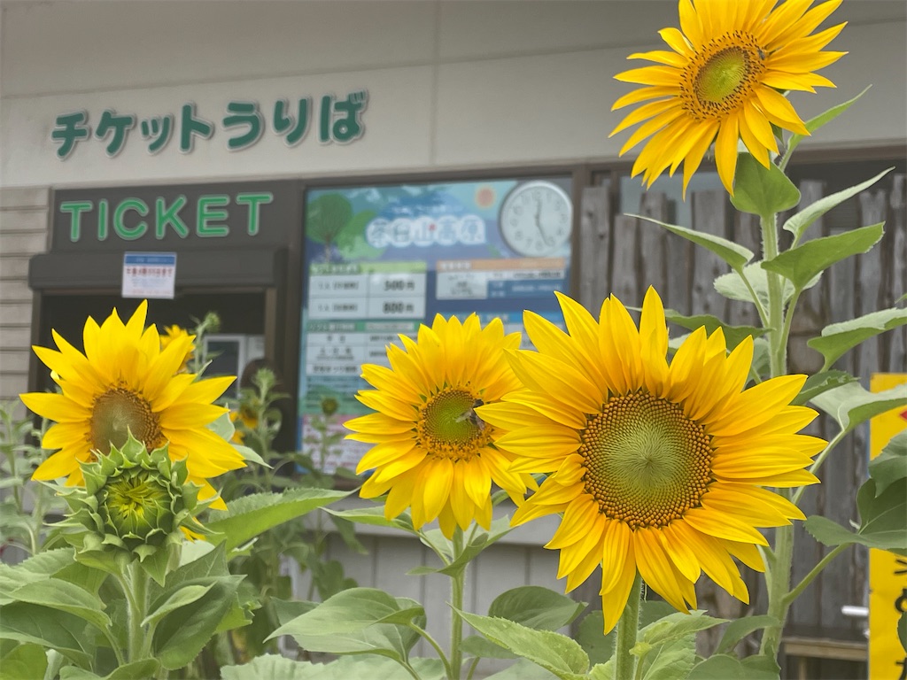 f:id:inagon175:20240819171050j:image