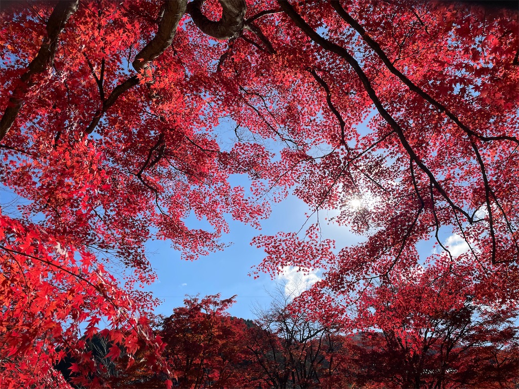 f:id:inagon175:20241215221430j:image