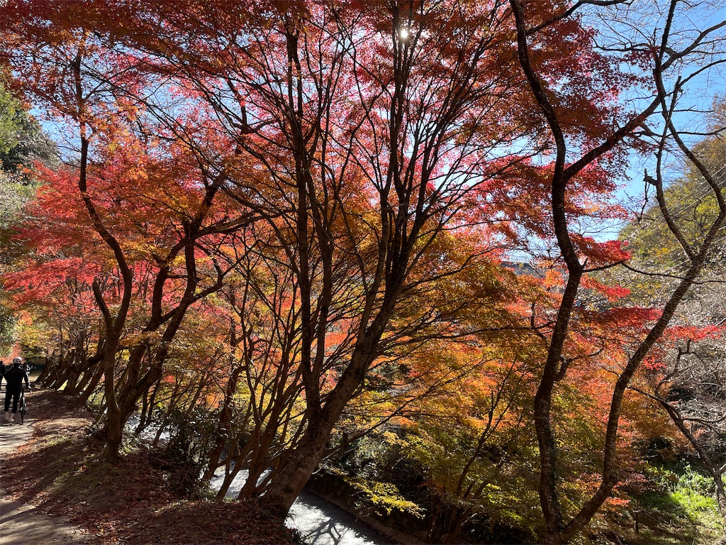 f:id:inagon175:20241215222817j:image