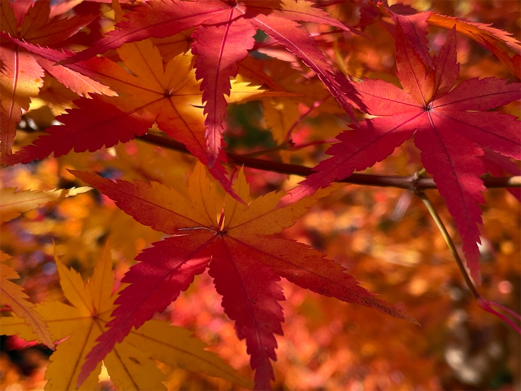 f:id:inagon175:20241218154949j:image