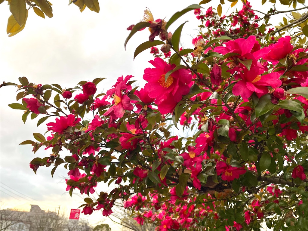 f:id:inagon175:20250128135202j:image