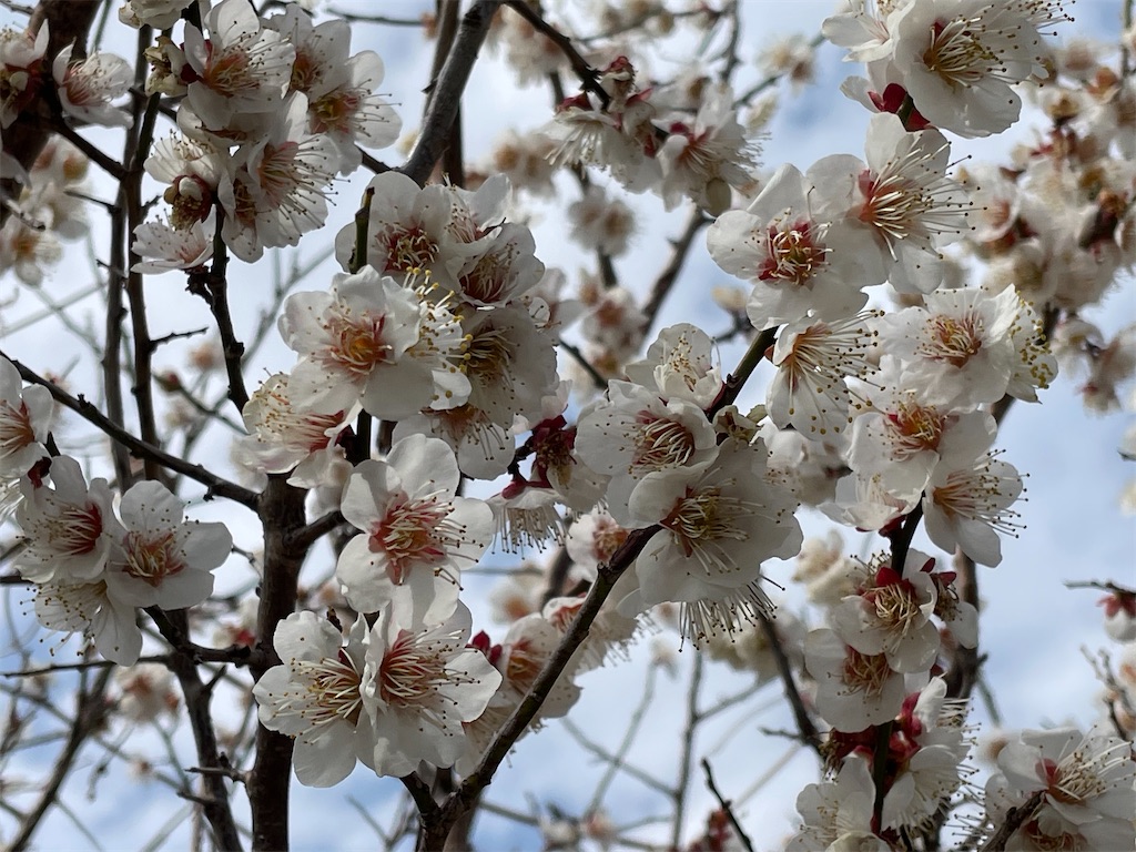 f:id:inagon175:20250311150120j:image