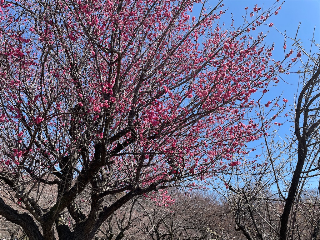 f:id:inagon175:20250312215400j:image