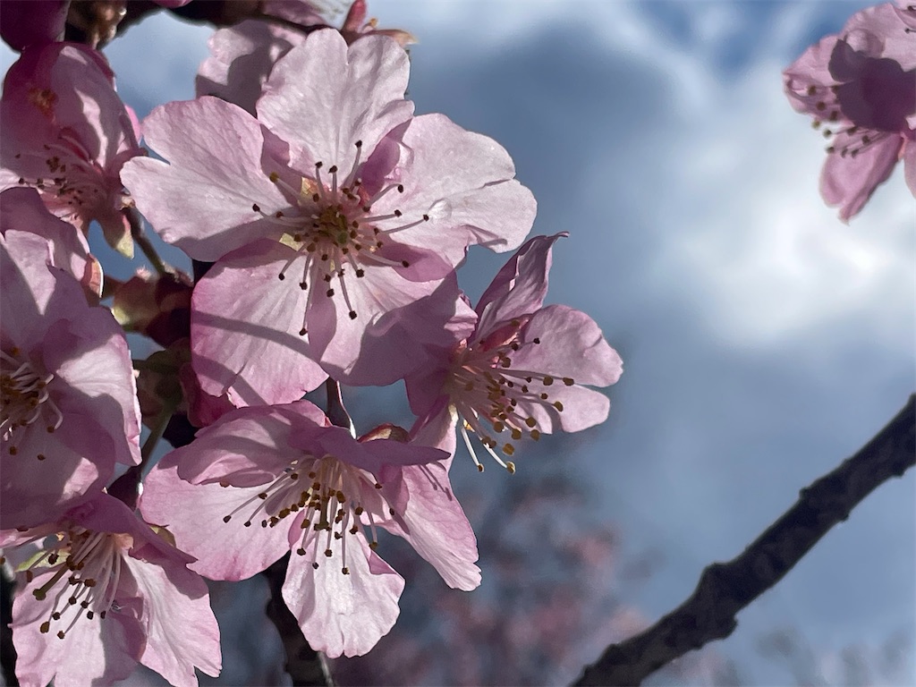 f:id:inagon175:20250321143448j:image