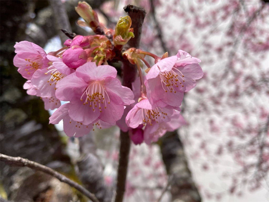 f:id:inagon175:20250321143500j:image