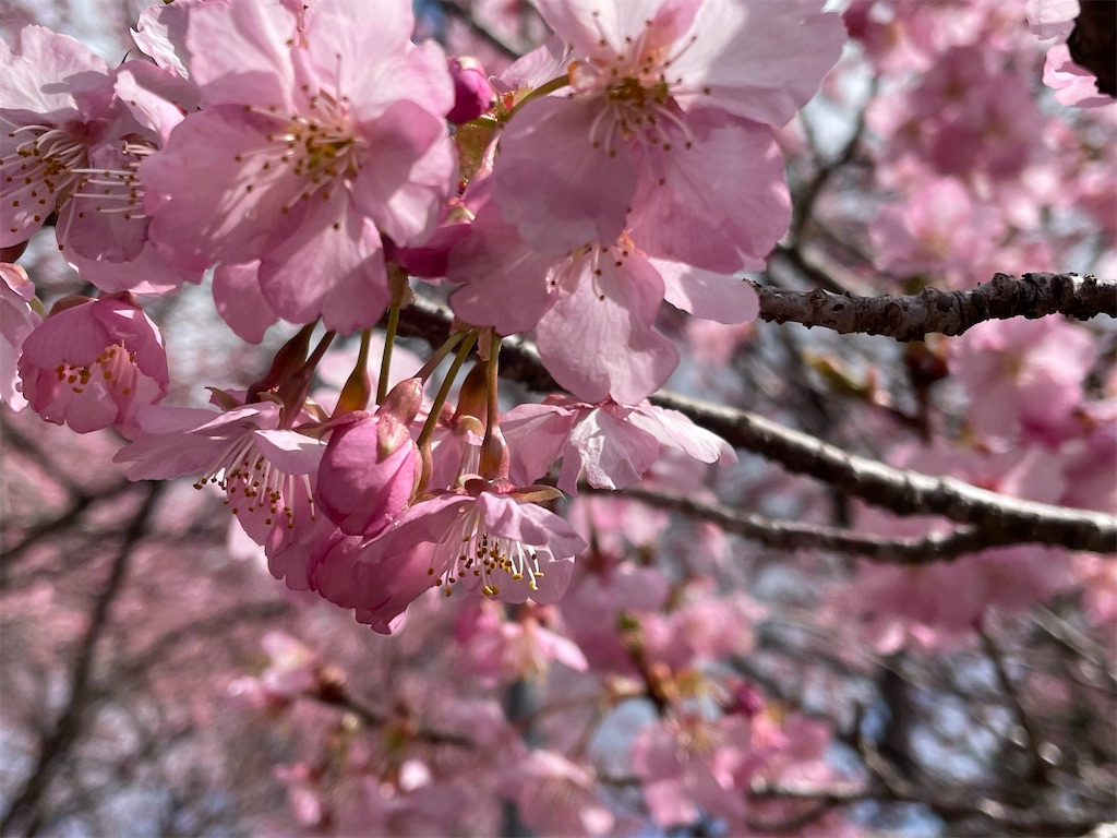 f:id:inagon175:20250321143533j:image