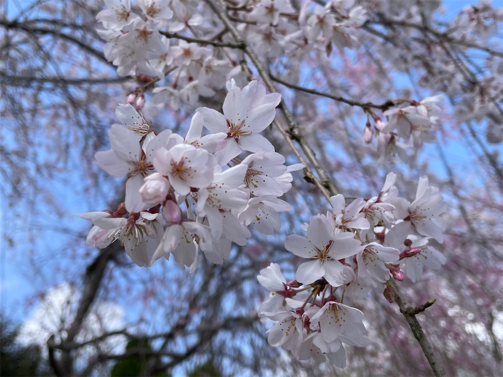 f:id:inagon175:20250331165251j:image