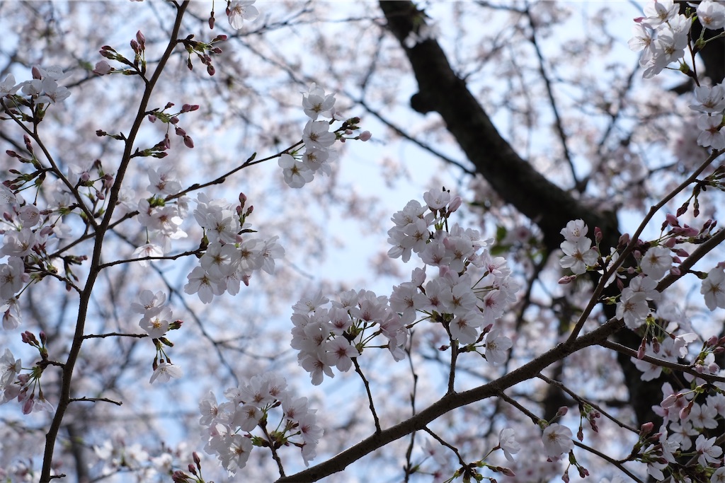 f:id:inagon175:20250409183103j:image