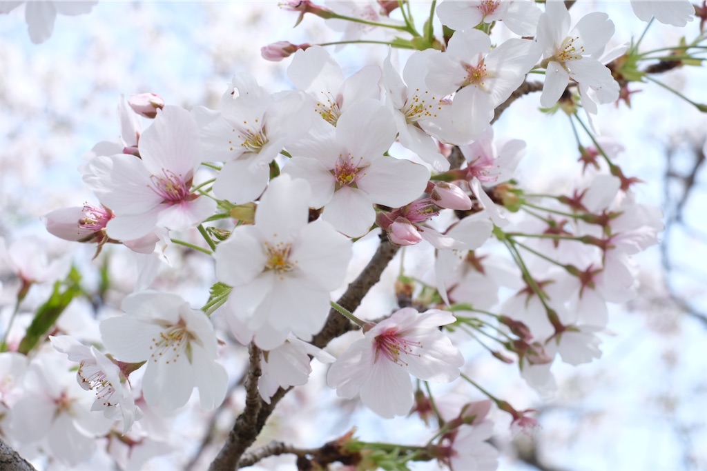 f:id:inagon175:20250409183121j:image