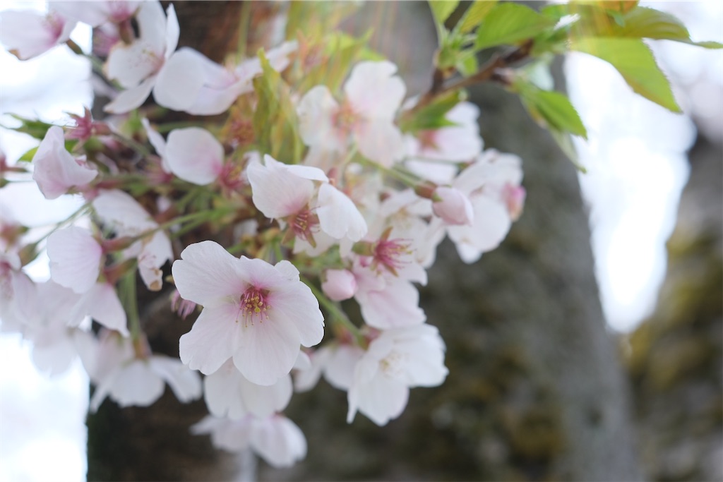 f:id:inagon175:20250409183125j:image