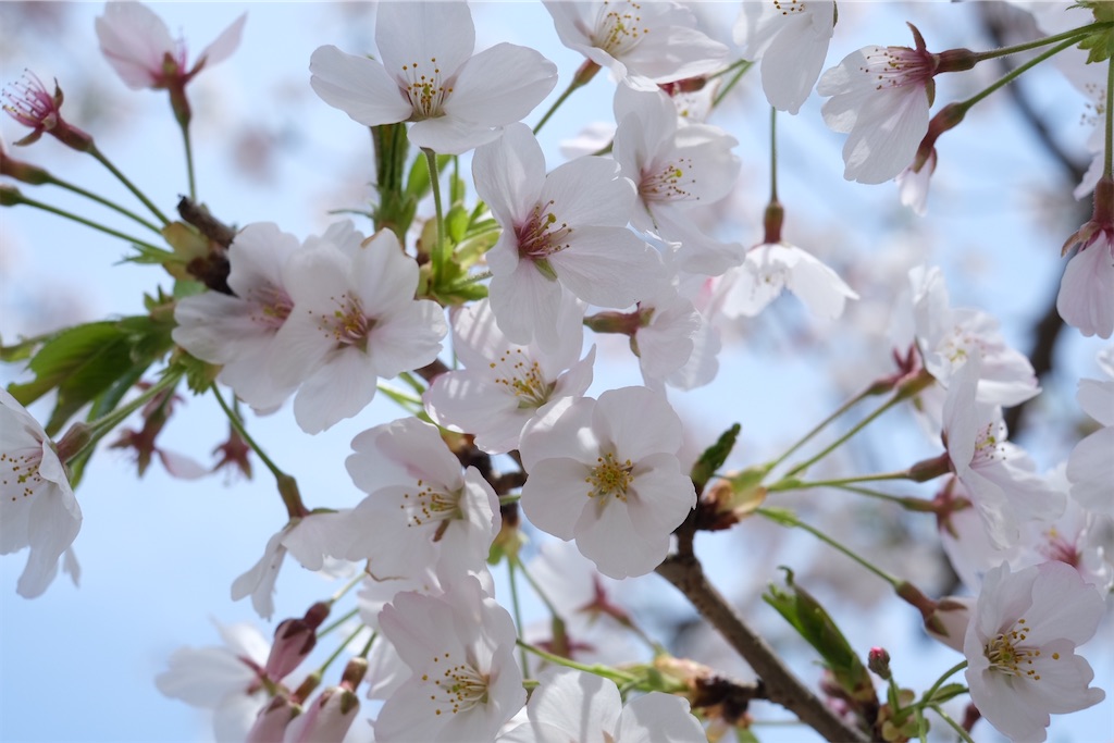 f:id:inagon175:20250409183144j:image