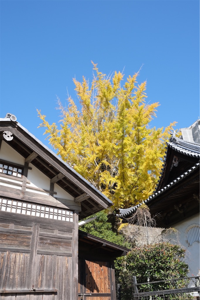 f:id:inagon175:20251120163548j:image