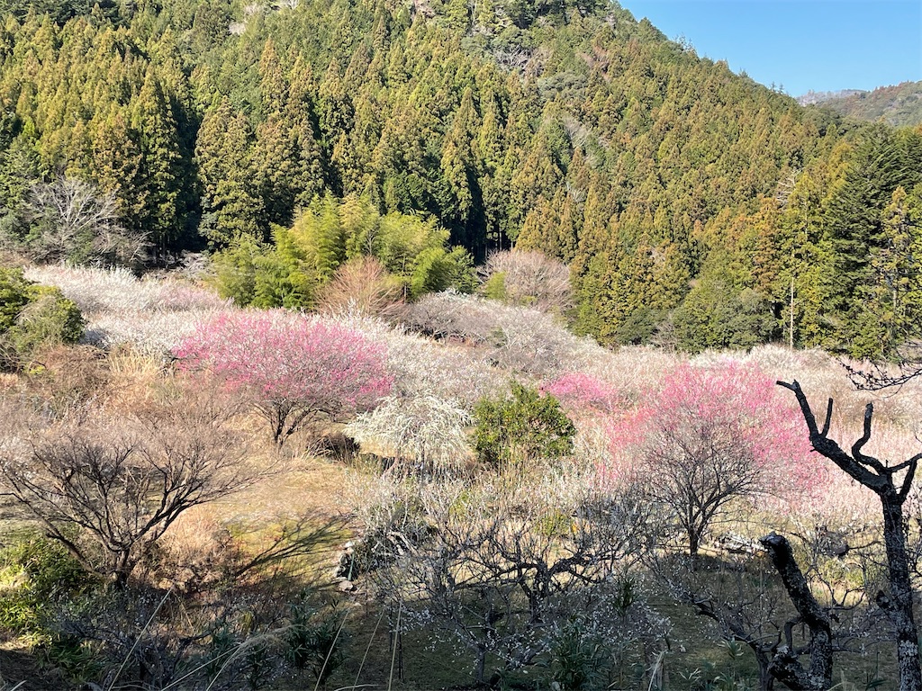 f:id:inagon175:20260302095824j:image