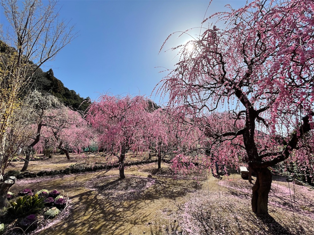f:id:inagon175:20260302095831j:image