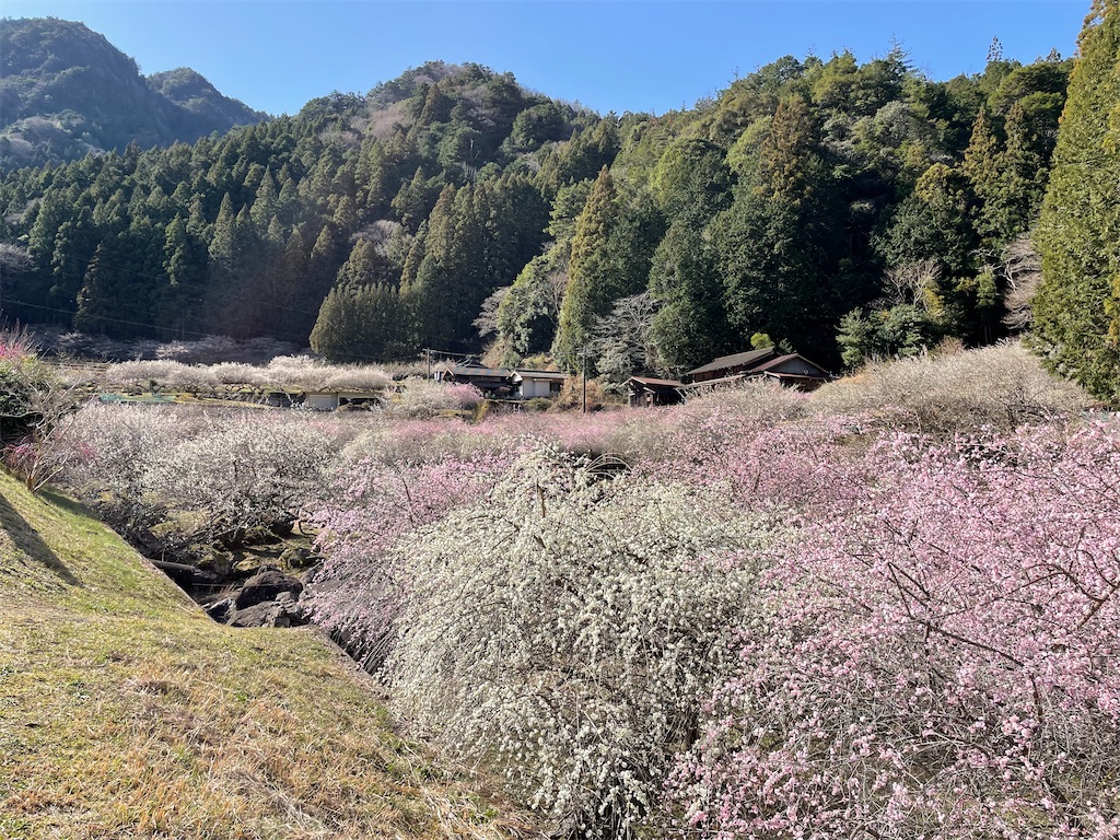 f:id:inagon175:20260302095846j:image