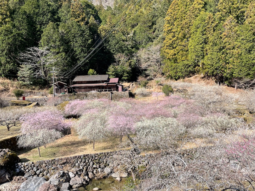 f:id:inagon175:20260302095856j:image