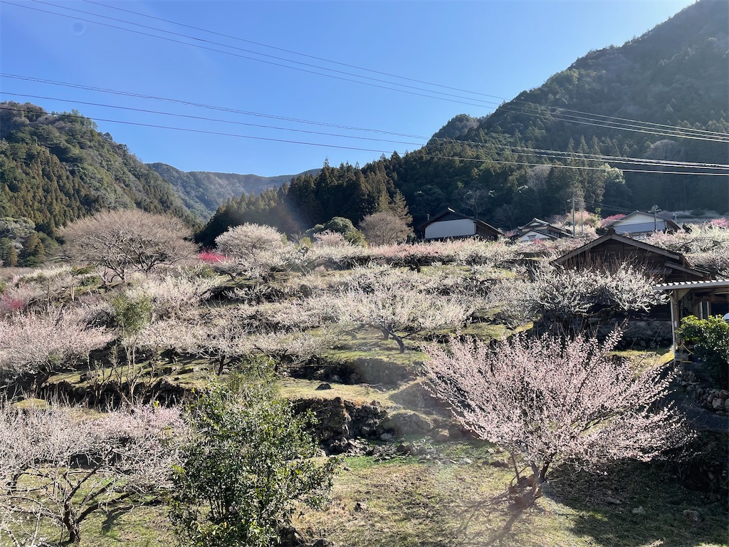 f:id:inagon175:20260302095922j:image