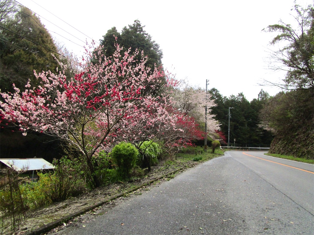 f:id:inagon175:20260407121017j:image