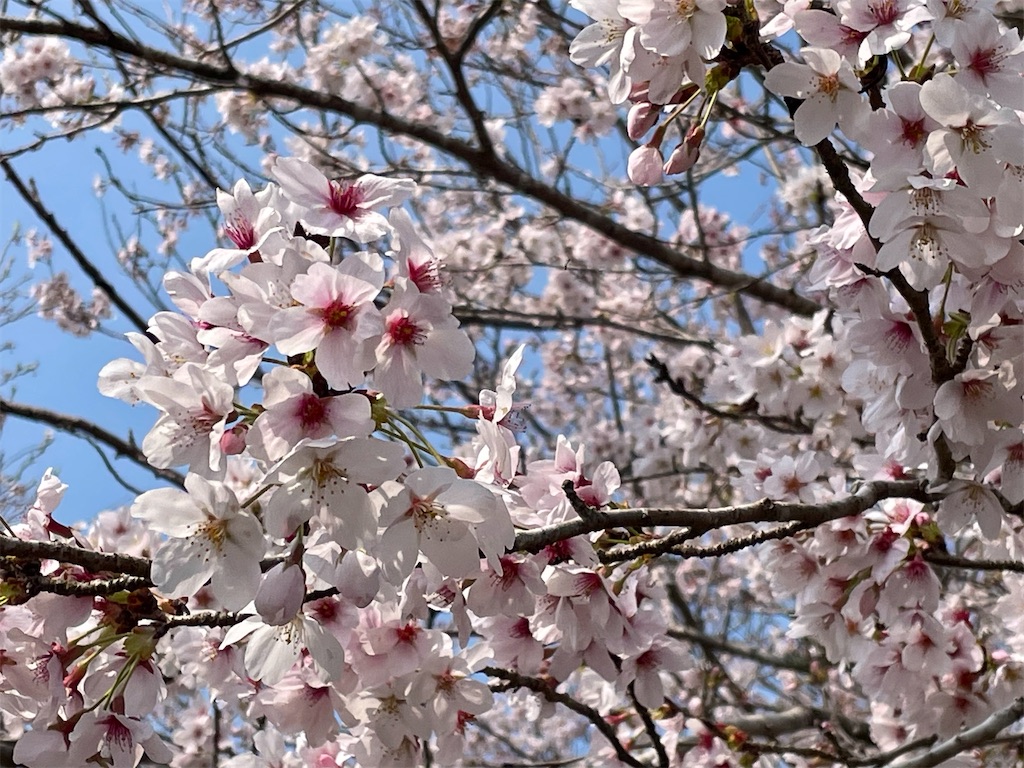 f:id:inagon175:20260414143508j:image