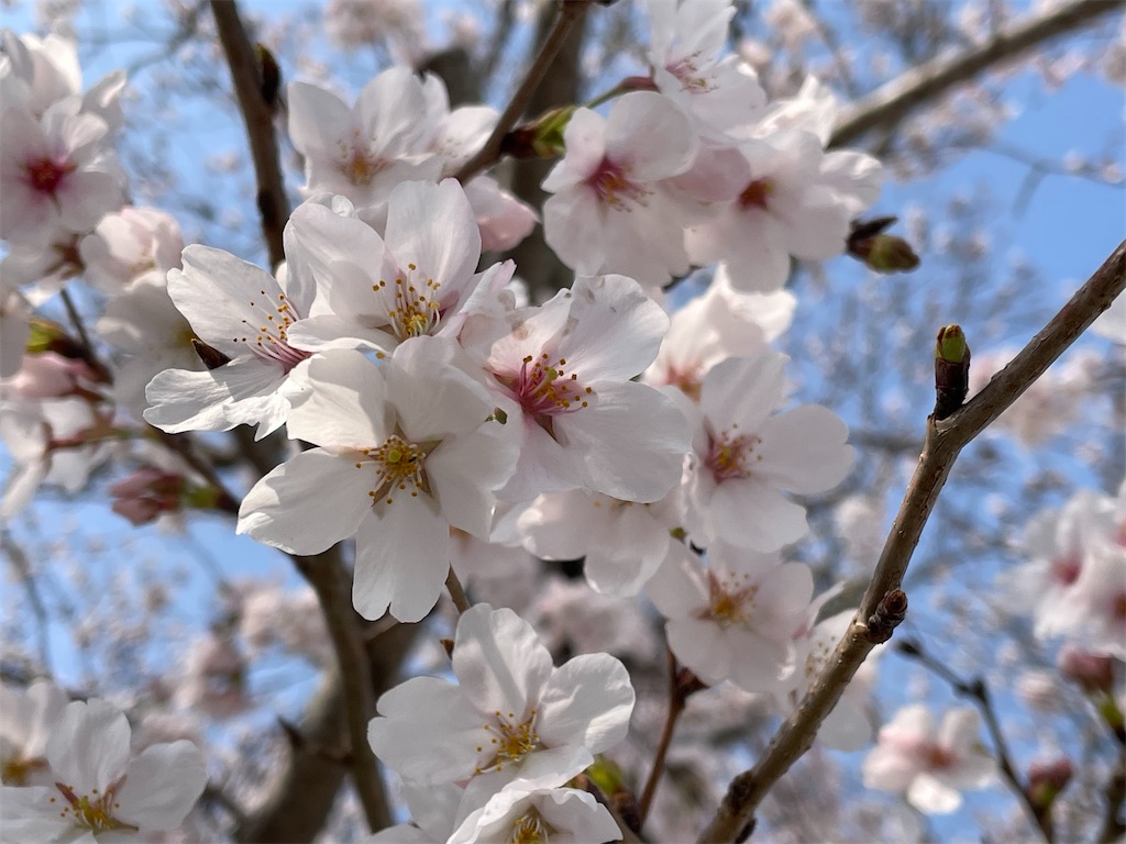 f:id:inagon175:20260414143524j:image