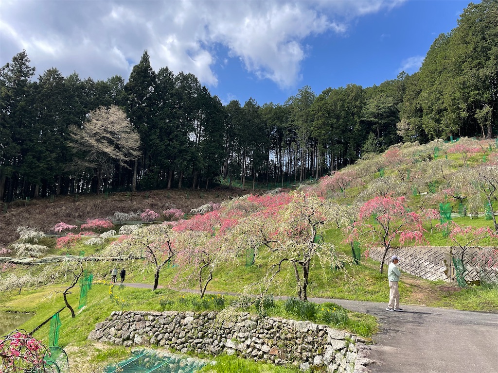 f:id:inagon175:20260414144422j:image