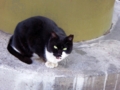 f:id:inaka:20141231173305j:image:medium