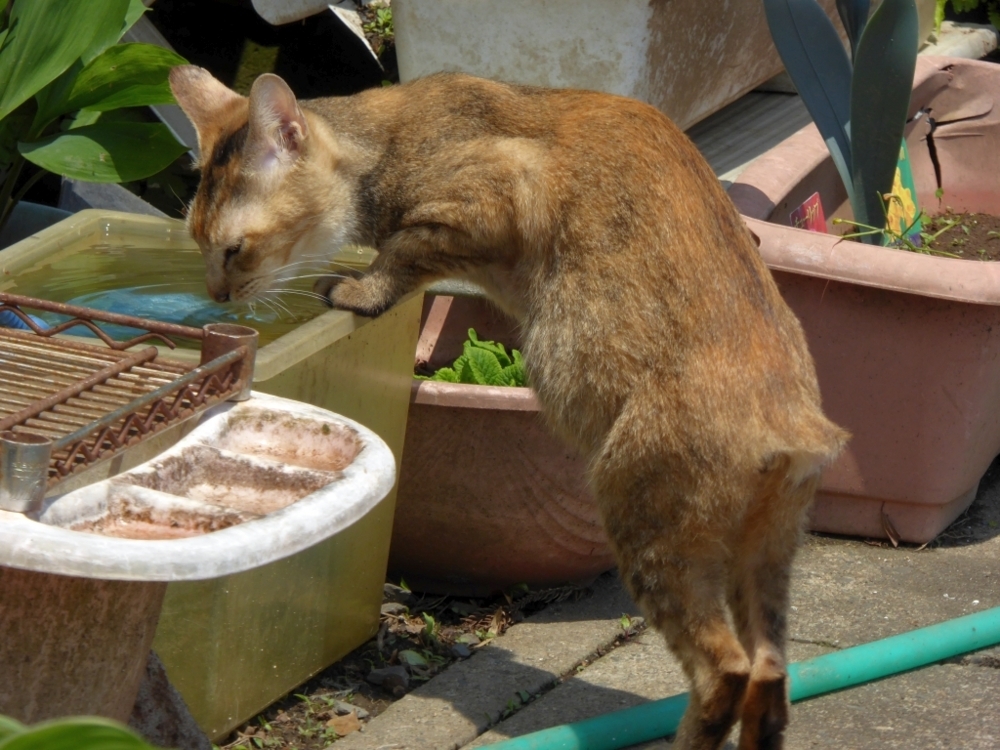 f:id:inaka:20180506204346j:image:w360