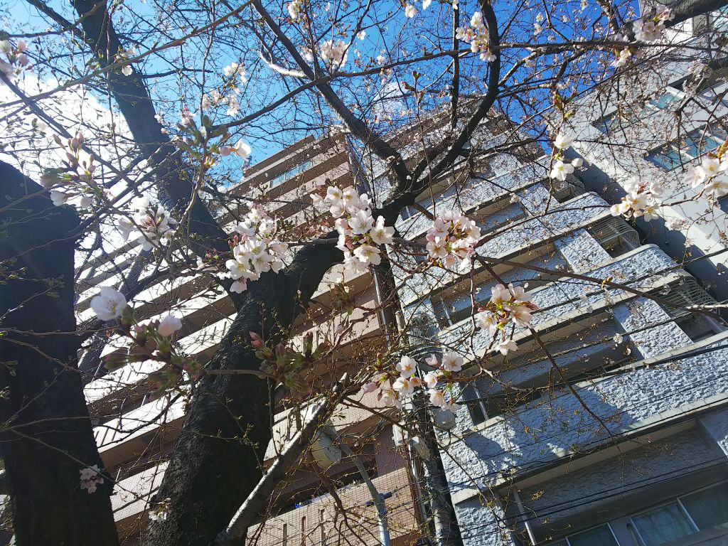 f:id:inaka:20190324212632j:image:w360