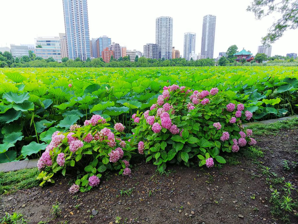 f:id:inaka:20190715224623j:image:w360