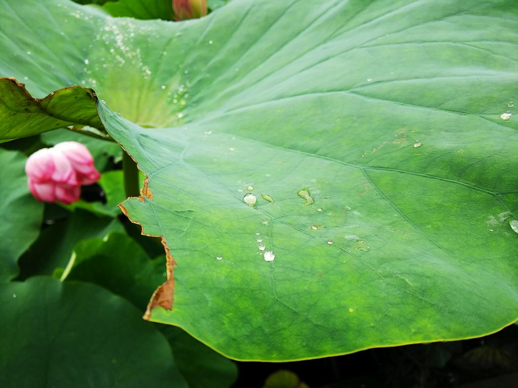 f:id:inaka:20190715224657j:image:w360