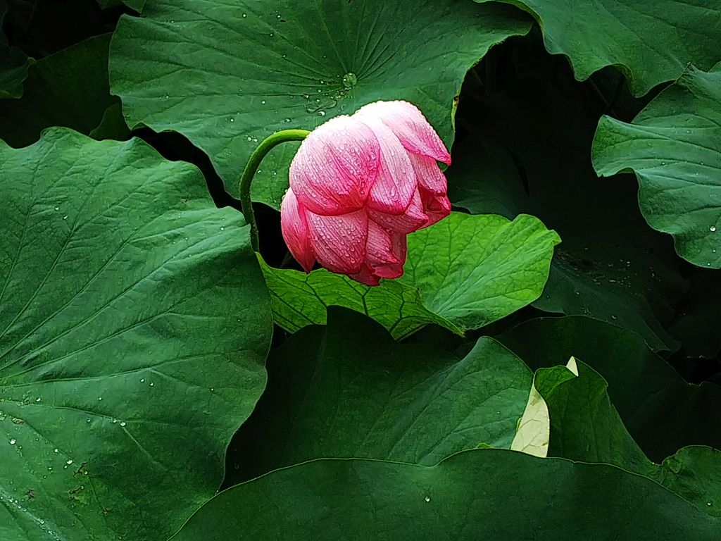 f:id:inaka:20190715224701j:image:w360