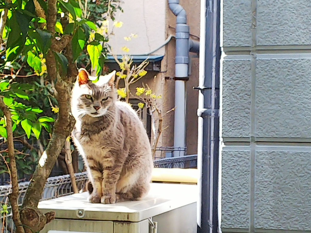 f:id:inaka:20200301131423j:image:w360