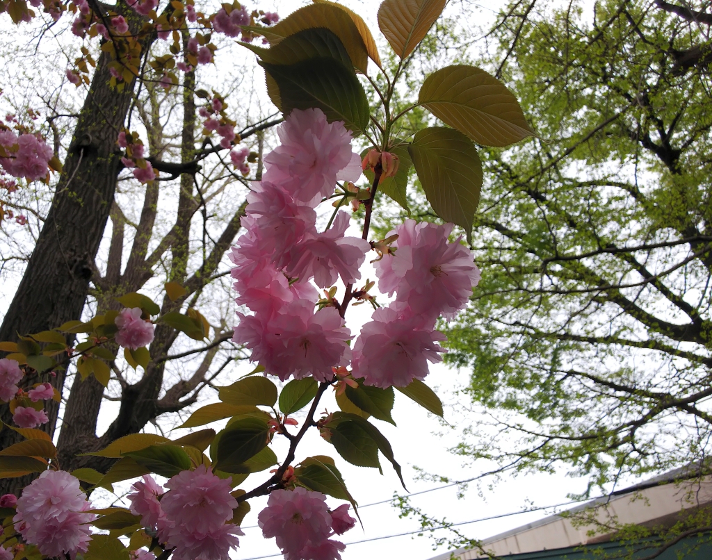 f:id:inaka:20210404201232j:image:w360